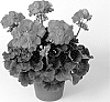 Pelargonium%20x%20hortorum%20%27Pacmorsu%27