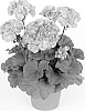 Pelargonium%20x%20hortorum%20%27Pacros%27
