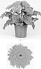 Gerbera%20x%20hybrida%20%27Lekgerora%27