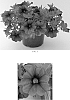Calibrachoa%20x%20hybrida%20%27Balcabdebu%27