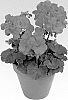 Pelargonium%20x%20hortorum%20%27Pacshorg%27