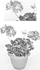 Pelargonium%20x%20hortorum%20%27OGLGER4090%27