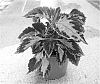 Solenostemon%20scutellarioides%20%27Mos%20Rosbast%27