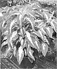 Solenostemon%20scutellarioides%20%27Mos%20Amagren%27
