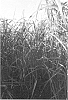 Miscanthus%20%27MBS%207002%27