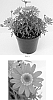Argyranthemum%20x%20hybrida%20%27Bonmadrosepi%27