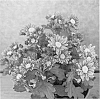 Chrysanthemum%20x%20morifolium%20%27Power%20Ros%C3%83%C2%A9%20%27