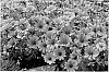 Osteospermum%20ecklonis%20Norl.%20%27KLEOE09175%27