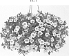 Calibrachoa%20sp.%20%27DANOA53%27
