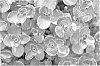 Sedum%20spurium%20%27Nonet%27