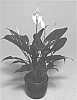 SPATHIPHYLLUM%20PLANT%20NAMED%20%27SWEET%20ROCCO%27