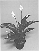 SPATHIPHYLLUM%20PLANT%20NAMED%20%27SWEET%20ROMANO%27
