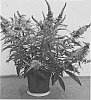 Buddleja%20davidii%20%27Tobudviole%27