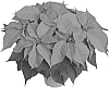 Euphorbia%20pulcherrima%20Willd.%20%27Duebelita%27