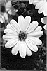 Osteospermum%20ecklonis%20Norl.%20%27KLEOE09164%27
