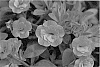 Calibrachoa%20hybrid%20%27KLECA09206%27