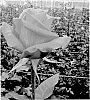 Hybrid%20tea%20rose%20plant%20named%20%27PC1249%27