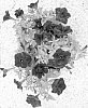 Petunia%20x%20hybrida%20%27RF13872%27