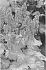 Heuchera%20sp.%20%27Havana%27