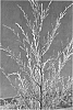 Juniperus%20chinensis%20x%20virginiana%20%27Newbold%27
