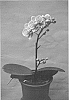 Phalaenopsis%20hybrid%20%27Taida%20Little%20Zebra%27