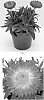 Xerochrysum%20bracteatum%20%27Bondreredem%27