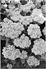 Sedum%20spectabile%20%27Crystal%20Pink%27