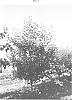 Prunus%20armeniaca%20%27Daniel%27