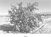 Citrus%20reticulata%20%27DaisySL%27