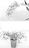 %28Buddleja%20davidii%20x%20Buddleja%20alternifolia%29%20x%20Buddleja%20davidii%20%27Podaras%20%2312%27