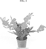 Schlumbergera%20truncata%20%27PKMSC02%27