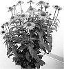 Echinacea%20purpurea%20x%20Echinacea%20paradoxa%20%27Gemini%20Pink%27