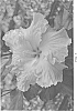 Hibiscus%20rosa-sinensis%20%27DUP-CDS%27