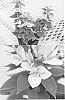 Bougainvillea%20x%20hybrida%20%27Sasara%27