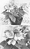 Bougainvillea%20x%20hybrida%20%27Kasumi%27