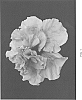 Hibiscus%20rosa-sinensis%20%27DUP-BYR%27