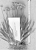 Allium%20tanguticum%20%27Noneuq%27