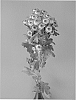 Chrysanthemum%20x%20morifolium%20%27Dekstarga%27
