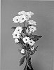 Chrysanthemum%20x%20morifolium%20%27Dekbouncer%27