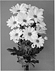 Chrysanthemum%20x%20morifolium%20%27Dekmajor%27