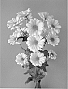 Chrysanthemum%20x%20morifolium%20%27Dekcatalina%27