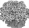 Pelargonium%20crispum%20x%20Pelargonium%20grandiflorum%20%27Kuegrachepi%27