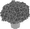 Pelargonium%20crispum%20x%20Pelargonium%20grandiflorum%20%27Kuegramerl%27