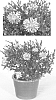 Aster%20dumosus%20%27Kiastlavmi%27