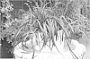 Ophiopogon%20planiscapus%20%27Yapard%27