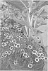 Coreopsis%20hybrid%20%27Salsa%27