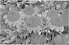 Echinacea%20spp.%20%27TNGD%27