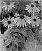Echinacea%20tennesseensis%20x%20%28Echinacea%20purpurea%20x%20Echinacea%20paradoxa%29%20%27Solar%20Flare%27