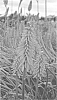 Kniphofia%20uvaria%20%27Elvira%27