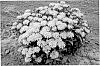 Monarda%20didyma%20%27MCmum%27